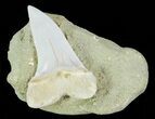 Mako Shark Tooth Fossil On Rock - Bakersfield, CA #69009-1